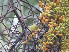 Coereba flaveola columbiana