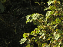 Heliocarpus americanus