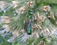 Hoplitis fulgida fulgida
