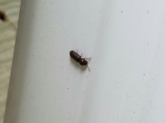 Ptilinus
