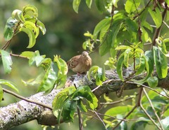 Columbina talpacoti caucae