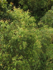 Weinmannia pubescens