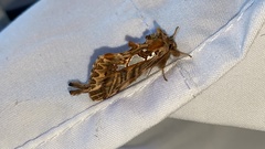 Macdunnoughia purissima