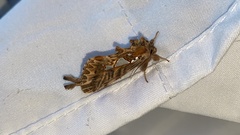 Macdunnoughia purissima