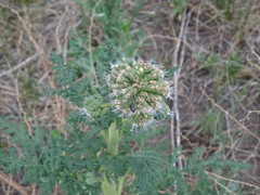 Hoplitis fulgida fulgida