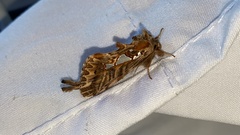 Macdunnoughia purissima