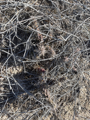 Cylindropuntia cholla