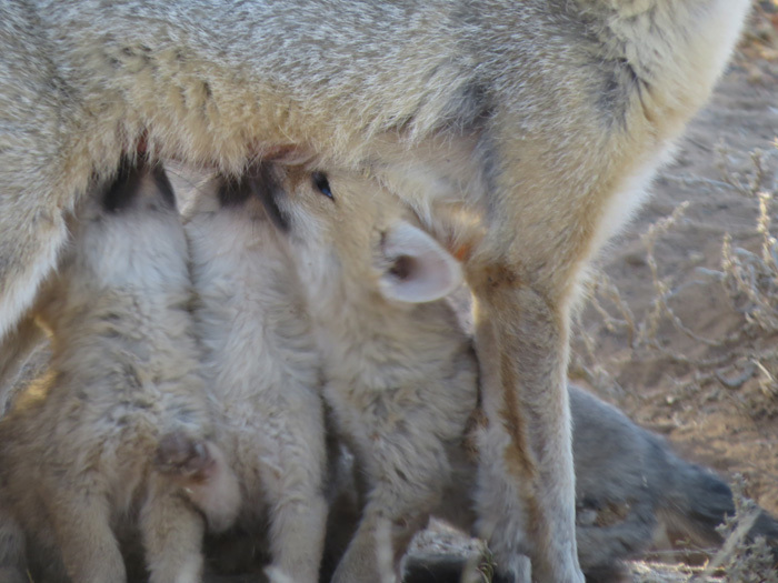 Cape Fox (Vulpes chama) - Know Your Mammals