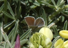 Icaricia icarioides parapheres