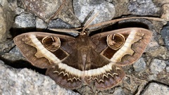 Metopta rectifasciata