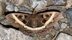 Metopta rectifasciata