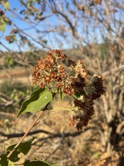 Dombeya kirkii