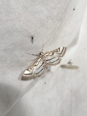 Parapoynx badiusalis