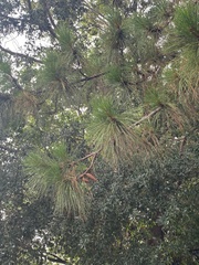 Pinus