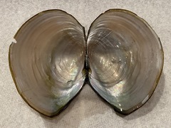 Utterbackiana suborbiculata