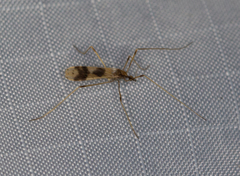 Erioptera venusta