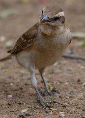 Gymnoris superciliaris