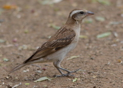 Gymnoris superciliaris