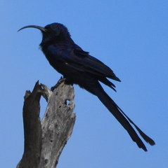 Common Scimitarbill photo 3