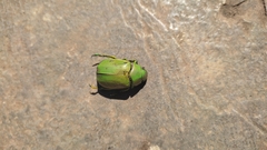 Chrysina expansa
