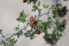 Condalia warnockii