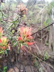 Castilleja tenuiflora
