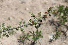 Condalia warnockii