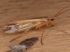 Limnephilus ornatus