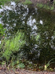 Hydrilla