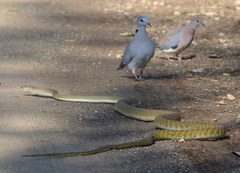 Dendroaspis polylepis