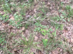 Elymus churchii