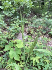 Elymus churchii
