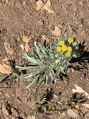 Hymenoxys subintegra