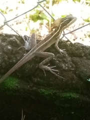 Basiliscus vittatus