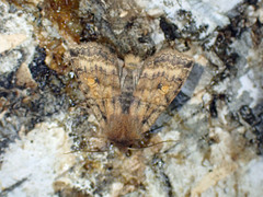 Eupsilia tristigmata