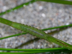 Pentidotea montereyensis