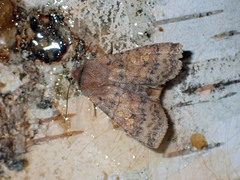Eupsilia tristigmata