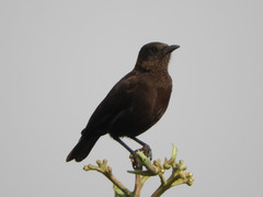 Myrmecocichla aethiops