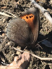 Erebia mancinus