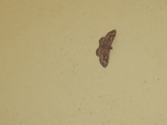 Lepidoptera