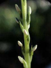 Platanthera yadonii