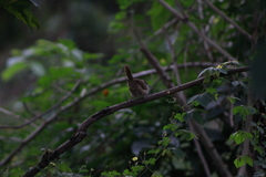 Phacellodomus rufifrons