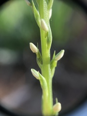 Platanthera yadonii