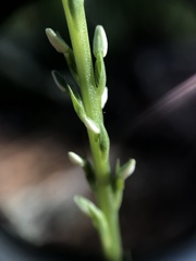 Platanthera yadonii