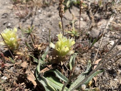 Castilleja ambigua