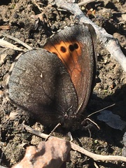 Erebia mancinus
