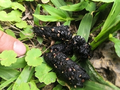 Bassariscus