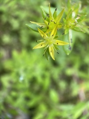 Sedum sarmentosum