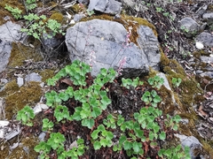 Heuchera mexicana