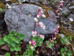 Heuchera mexicana